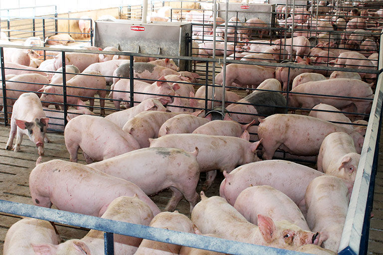 Pork
